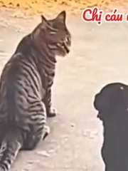 Chú mèo nổi cáu vì bị 'cậu vàng' phá đám