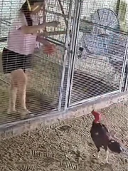 Nhờ vợ cho gà ăn giùm, nhưng khi xem lại camera thì cười đau bụng