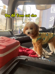 Chú chó làm lơ xe siêu dễ thương