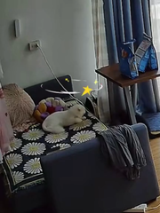 Chú mèo sang chấn tâm lý vì đang ngủ bỗng bị đồng bọn đánh