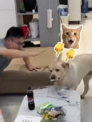 Chú chó lém lỉnh ăn vụng bánh của cậu chủ