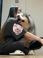 Chú chó bảo vệ cô chủ siêu đáng yêu