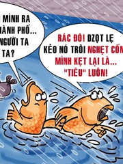 Đi 'du lịch' sau cơn mưa lớn, lũ cá phát hiện thói quen xấu
