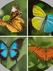 Quiz: Giấc mơ nào đang ẩn chứa sâu trong tâm hồn bạn?