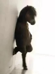 'Bá khí' là gì mà dân mạng dùng để cà khịa?