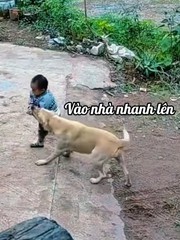 Chú chó thông minh biết giữ trẻ