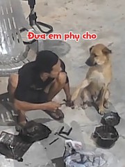 'Cậu vàng' giúp chủ làm việc nhưng chưa đáng kể
