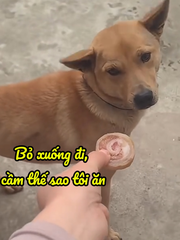 Chú chó sống theo nguyên tắc