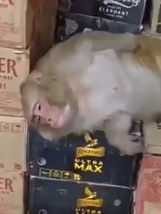 Cô khỉ uống trộm vodka ngủ quên trong cửa hàng