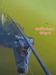 Cần thủ khóc thét vì đang câu gặp phải 2 con cá khủng