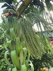 Cổng cưới rồng phượng độc lạ nhất miền Tây