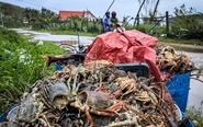 Hơn 3.000 tỉ đồng chìm dưới vịnh Xuân Đài, thủ phủ tôm hùm Sông Cầu tan tác