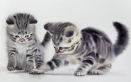 Ngắm những chú mèo hoang vẽ bằng màu nước giống như thật của họa sĩ Thái Lan