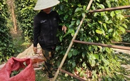 Vì sao giá hồ tiêu vẫn chưa bật tăng mạnh như kỳ vọng?