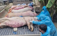 Người dân nói phải trả tiền để tiêu hủy heo chết do dịch tả, công an vào cuộc làm rõ