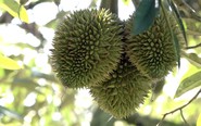 Đồng Nai ban hành đơn giá bồi thường cây trồng, sầu riêng cao nhất gần 12 triệu đồng/cây