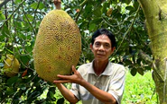 Giá cả đầu ngày: Giá mít ruột đỏ hạ nhiệt, mỹ phẩm mua 1 tặng 1 dịp 20-10