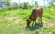 Đề xuất thuế đất bỏ hoang 0,2%: Có đủ sức chặn đầu cơ?