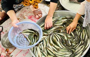 Giá cả đầu ngày: Cá linh giảm sâu, cá chạch 200.000 đồng/kg, rau củ vẫn neo cao