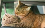 Xua đuổi chó mèo bằng đá, suỵt một tiếng chúng chạy mất rồi, sao hành xử 'chói mắt và buồn lòng' như vậy?