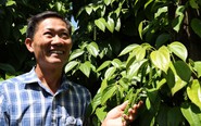 Gặp 'cha đẻ' tiêu Tùng Linh và khát vọng nâng tầm thương hiệu hồ tiêu Việt