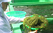 Giá cả đầu ngày: Rong nho 200.000 đồng/kg, cá linh giảm còn vài chục ngàn, dừa sáp loại ngon lên 180.000 đồng/trái