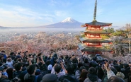 Lễ hội hoa anh đào núi Phú Sĩ bị hủy do quá tải du khách