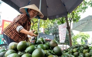 Nền nông nghiệp Việt không thể vận hành bằng may rủi