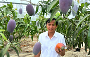 Trồng xoài Nhật trên đất thép Củ Chi: Hành trình nhiều năm đưa ‘trứng mặt trời’ bén rễ ở TP.HCM