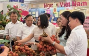 300 tấn vải đặc sản Thanh Hà phủ sóng siêu thị toàn quốc qua hệ thống Saigon Co.op