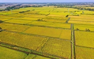 'Cánh đồng tri thức' ở Đồng bằng sông Cửu Long