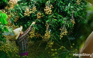 Từ những mùa trái ngọt: Đồng Tháp và hành trình nâng tầm giá trị cho ngành hàng trái cây