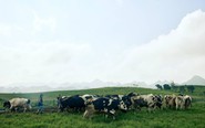 Mộc Châu Creamery chinh phục người tiêu dùng miền Nam