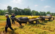 Mùa hè trên những cánh đồng xanh mướt, chôm chôm đỏ rực, măng cụt tím rịm, sơ ri đỏ au
