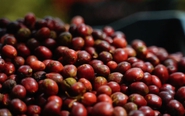 Nâng chất Robusta Việt từ gốc