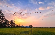 TP.HCM sắp vào 'mùa vàng' đẹp ngỡ ngàng, một tọa độ sống ảo giới trẻ yêu thích