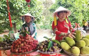 Vườn chuyên canh, vườn du lịch sinh thái ở TP.HCM được bồi thường 100% đơn giá