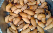 Ngăn chặn việc nuôi, phát tán đuông dừa