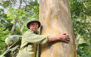 Dưới tán rừng lặng lẽ