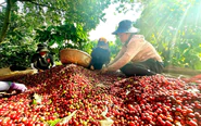 Đừng để những vườn cà phê 'mắc kẹt' trong những cuộc khiếu kiện kéo dài