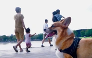 Chó thả rông, không rọ mõm: Phạt đến 2 triệu đồng, ai có quyền xử lý?