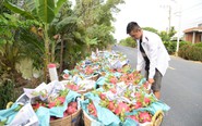 Thanh long miền Tây có loại giá chỉ 1.500 đồng/kg