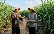 Không chứng minh được có người mua chung 3 công mía, bị đơn phải tự trả hết tiền