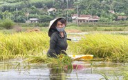 Cận cảnh lúa chín nảy mầm trong nước lũ, người dân cùng nhau vớt vát chút thành quả