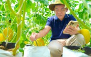 Thanh niên 9X trồng dưa lưới công nghệ cao ở Đồng Tháp, được bao tiêu toàn bộ sản phẩm