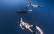 Người đẹp Việt lặn theo cá nhà táng ở Mauritius