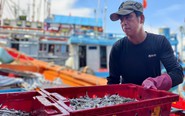 Rộn ràng mùa cá cơm ở Quảng Ngãi