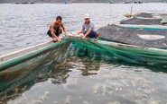 Vì sao 180.000 con tôm hùm giống nhập lậu không được thả về tự nhiên?