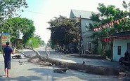 Chặt cây đổ ra đường làm chết người: Ai phải chịu trách nhiệm?