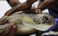 Conservationists fight to save Nigeria's sea turtles from pollution and poachers